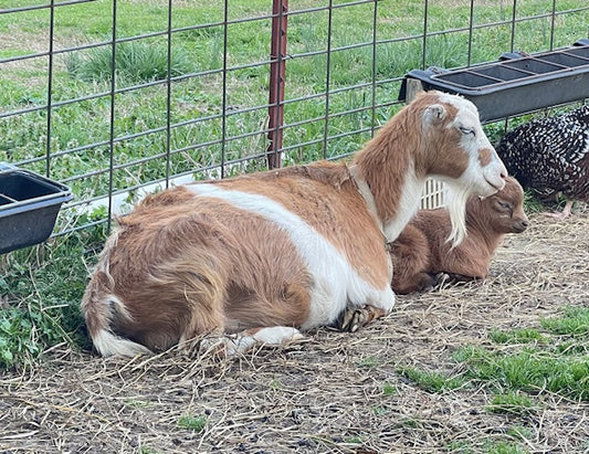 5 Common Myths About Goats (That Aren't Actually True)