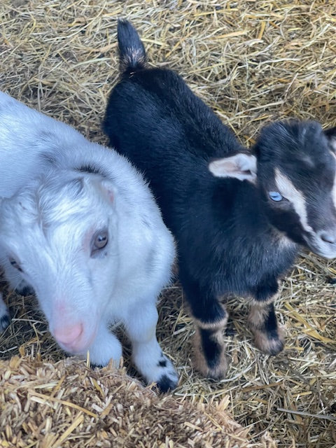 Why We Chose Nigerian Dwarf and Mini LaMancha Goats for Our Herd