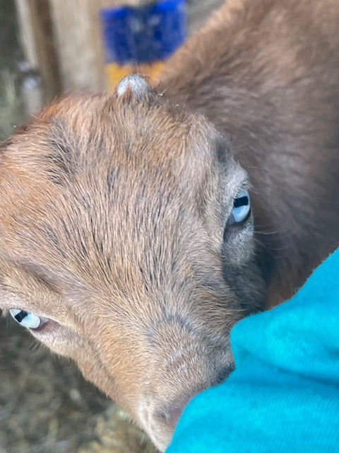 Our First Year Raising Goats: What We Learned
